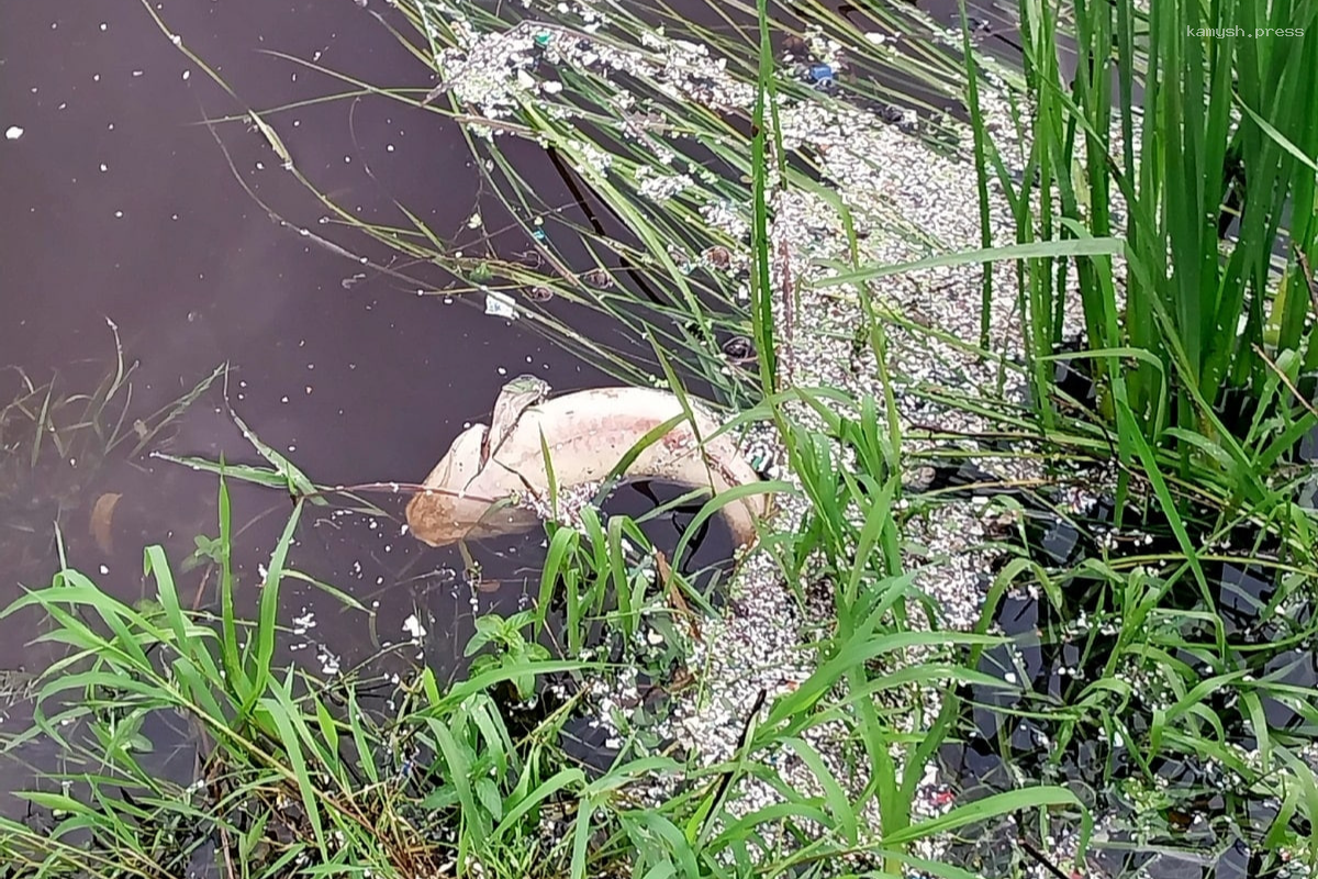 Во Владимире рыбаки жалуются на дохлую рыбу в Клязьме