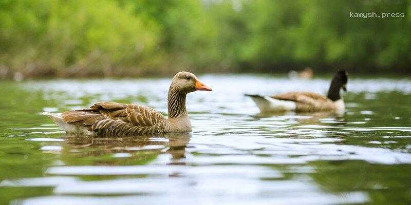 В Ленобласти четырехлетний мальчик во время кормления птиц на водоеме упал в воду и утонул
