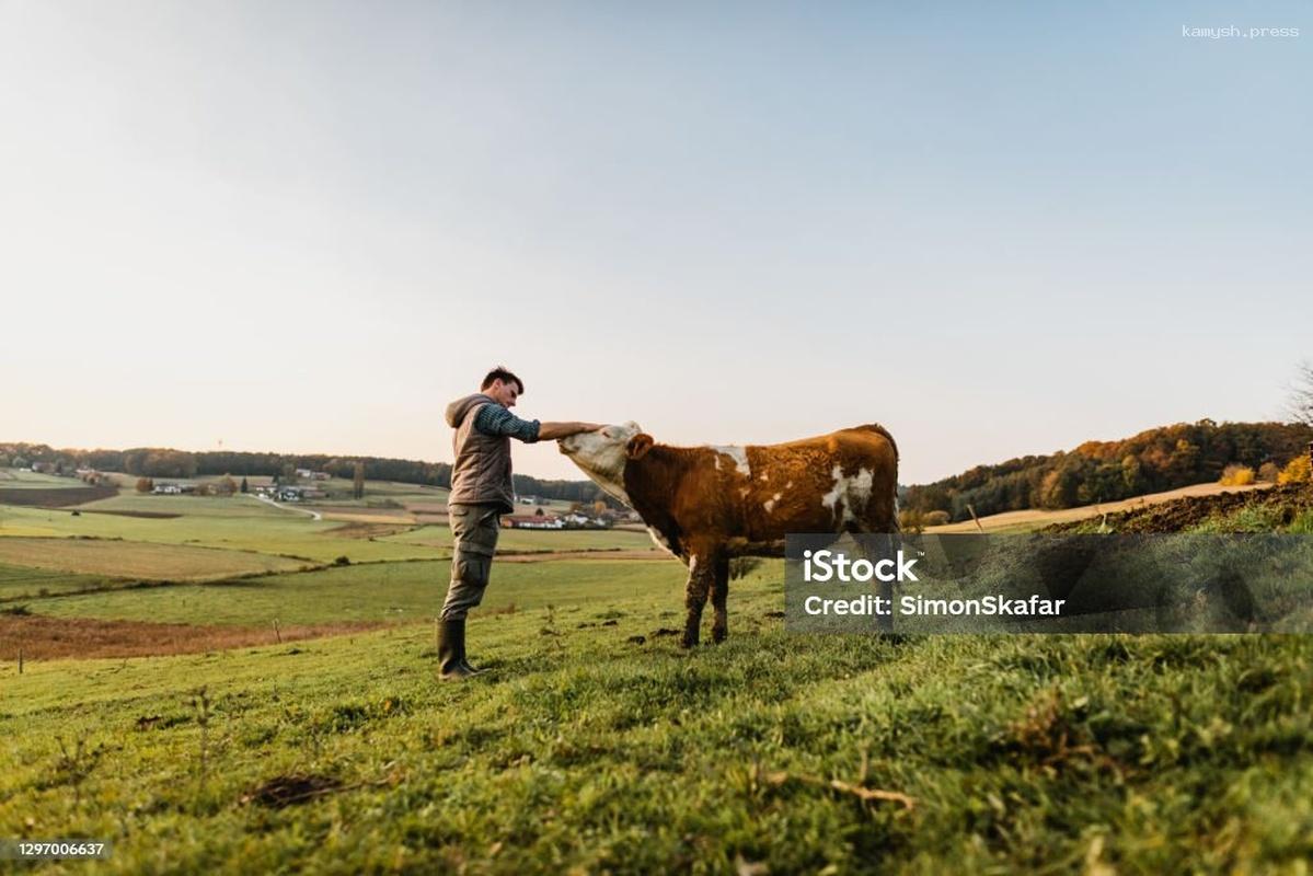 Ученые из США нашли способ адаптации коров к потеплению климата