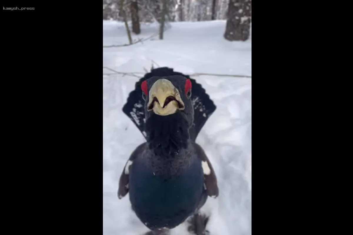 Жительница Петрозаводска рассказала о встрече с дружелюбным глухарем