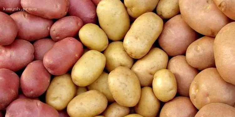 Эксперты прокомментировали колебания цен на картофель в Украине (ИНФОГРАФИКА)