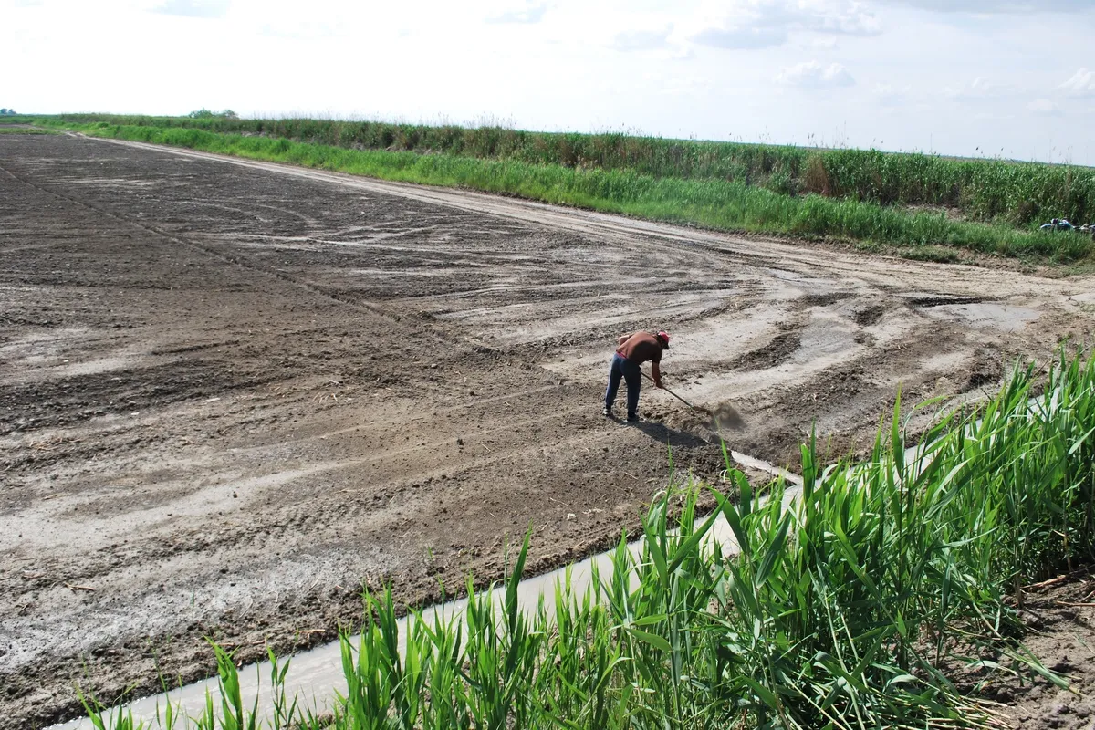 Заброшенные земли Дагестана займут рисовыми полями