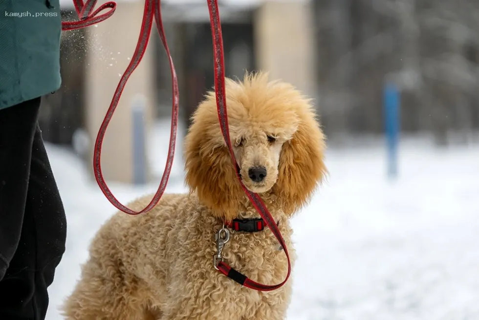 С 1 марта в Новгородской области вступят в силу штрафы за отсутствие регистрации собак