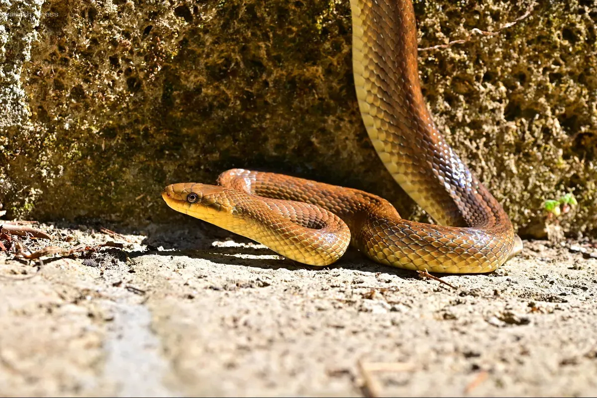 В Великобритании нашли змей, исчезнувших на островах 300 тысяч лет назад