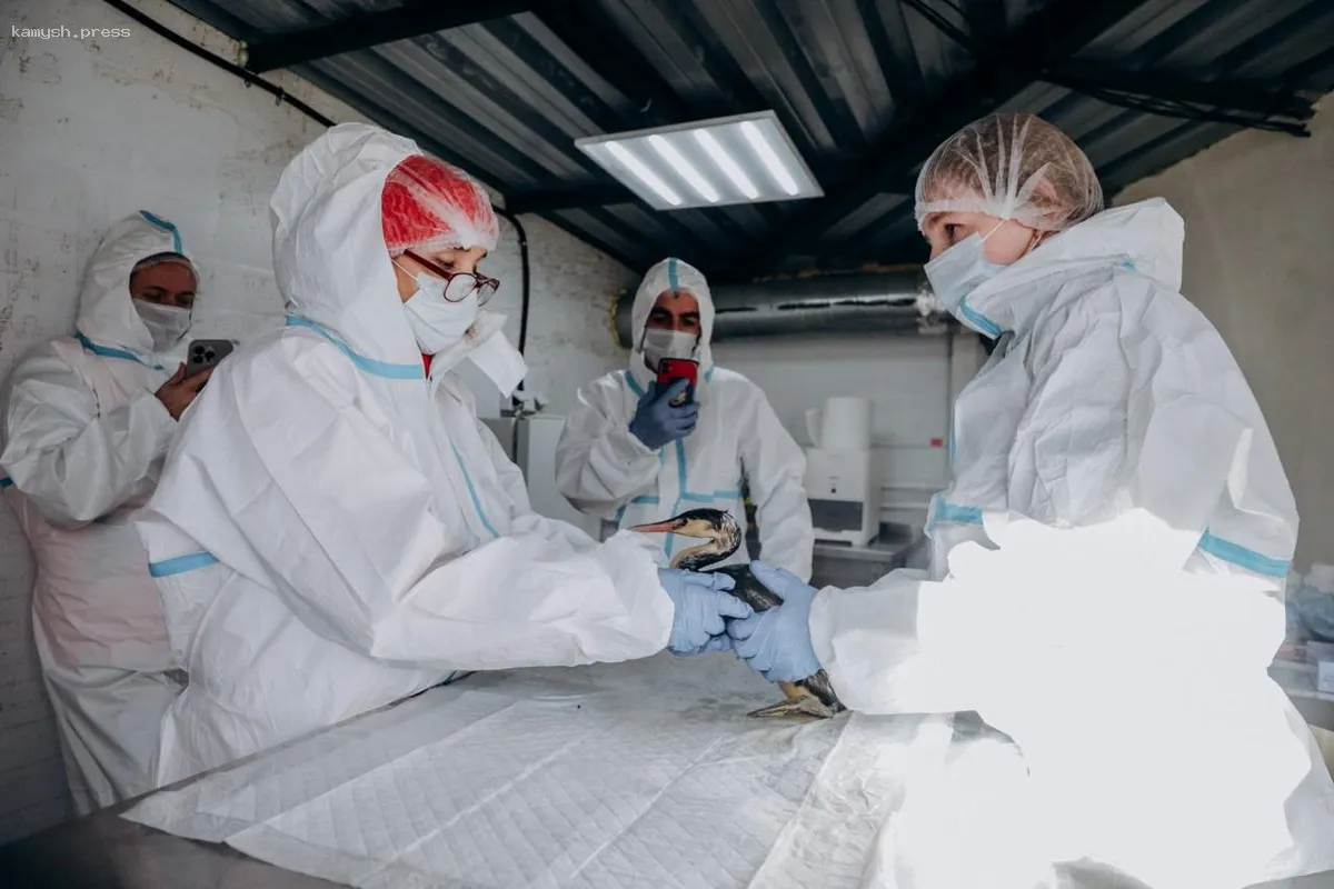 Волонтёр Тишкина поделилась опытом работы по очистке птиц от мазута и их лечению в Анапе