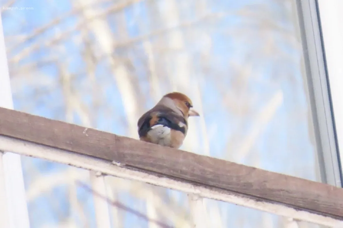 В новосибирском Академгородке заметили дубоносов, отличающихся скрытностью