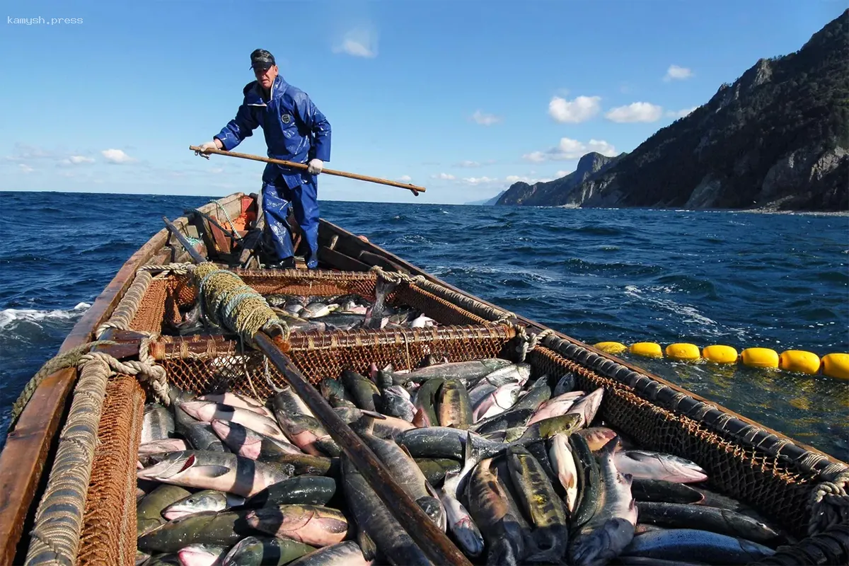В Новосибирске ищут рыбообработчиков на лососевую путину с оплатой до 500 тысяч