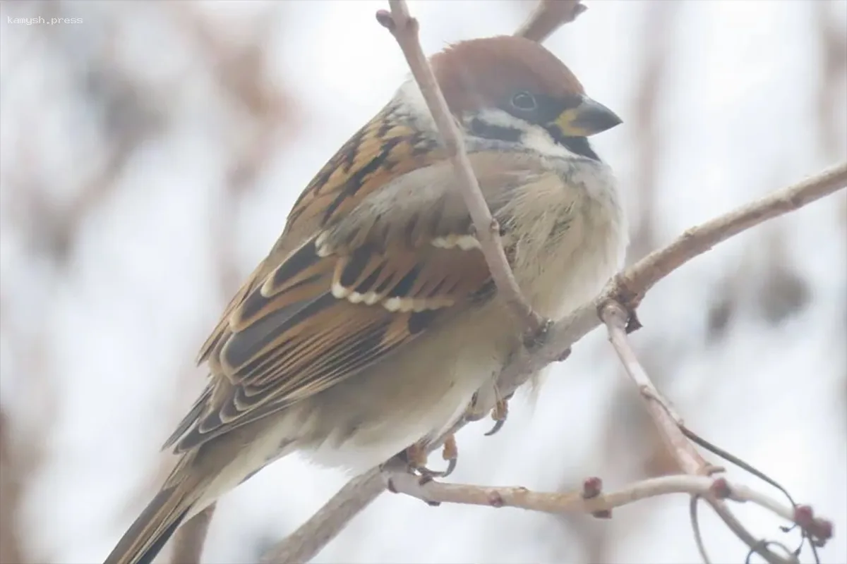 В Новосибирской области заметили китайских воробьев