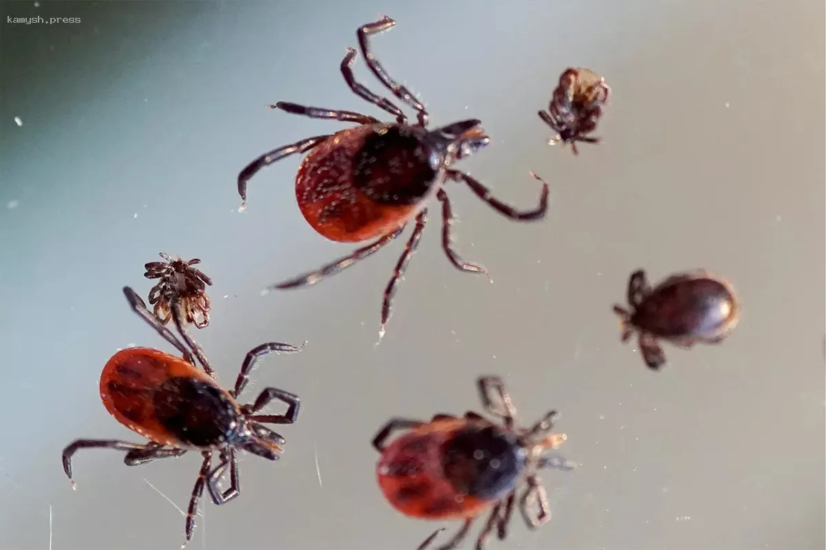 Перед началом теплого сезона новосибирцы могут получить бесплатную вакцинацию от клещевого энцефалита