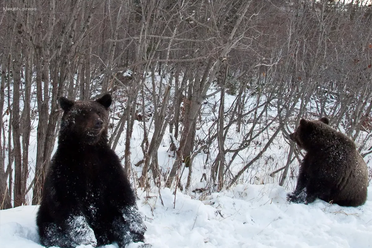 На территории Новосибирской области обитает более 1400 медведей