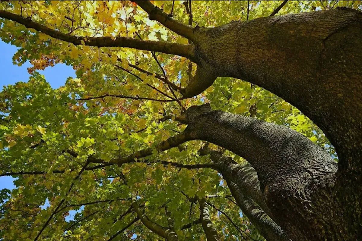 Российские ландшафтные архитекторы начали борьбу с кленами из США