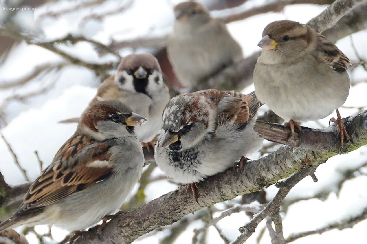 В Ярославской области во время переписи выявили свыше 1 200 воробьев
