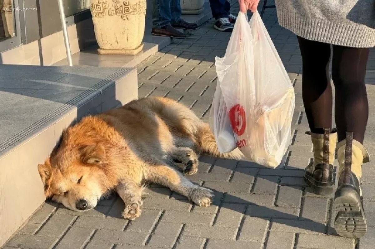 Власти Вологодской области запускают программу субсидирования стерилизации домашних животных