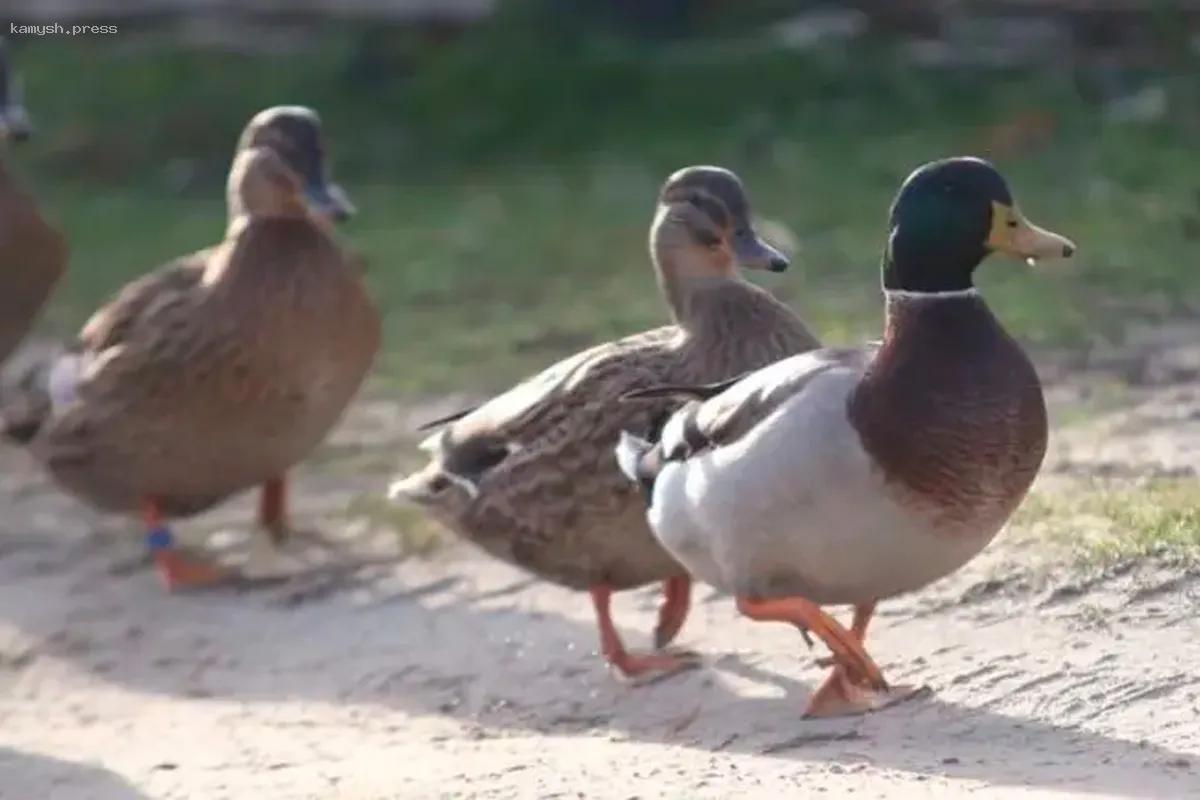 Открытие весеннего охотничьего сезона в Мордовии назначено