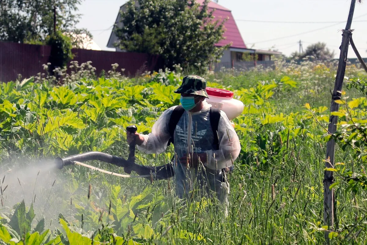 Муниципалитеты Ивановской области получат финансирование для борьбы с борщевиком Сосновского