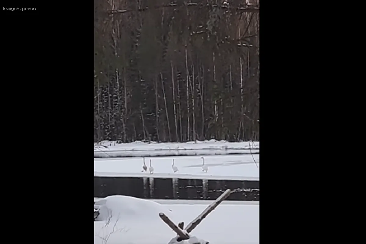 Лебеди начали возвращение в Карелию из теплых регионов