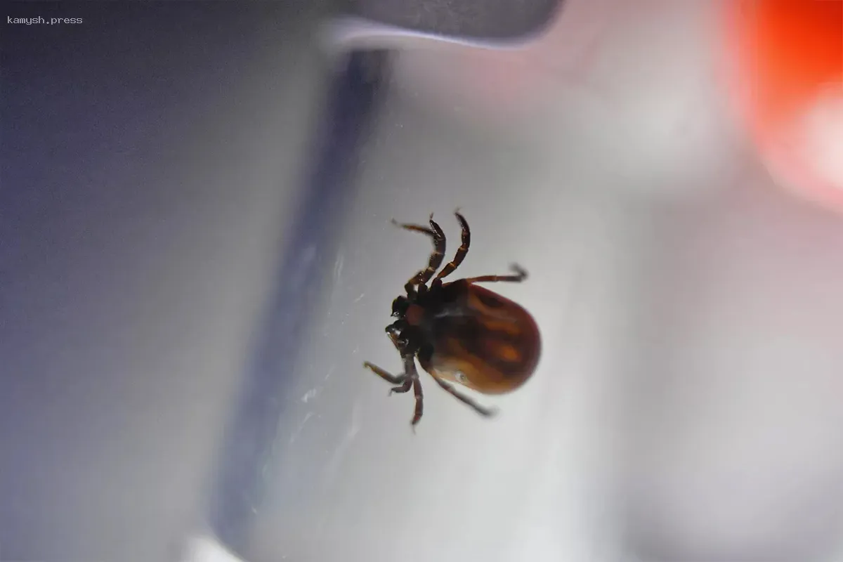 Необычно теплая зима в Новосибирске может спровоцировать массовое нашествие клещей