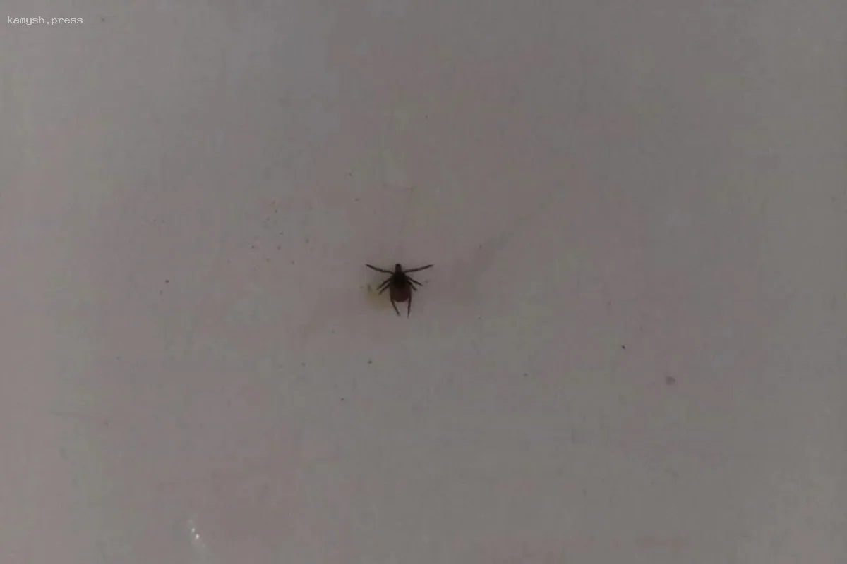 Клещи начали активность в Челябинской области