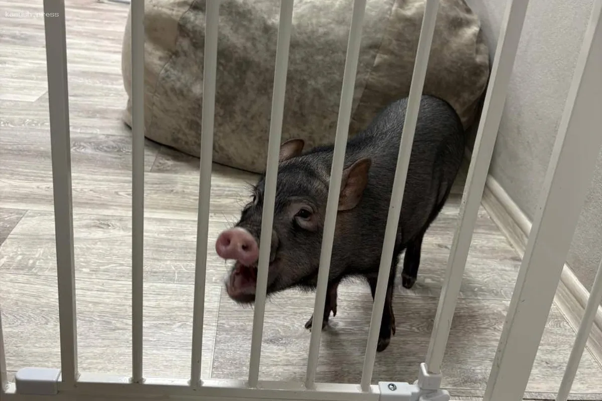 В московском кафе с мини-пигами выявлены нарушения санитарных норм и прав потребителей