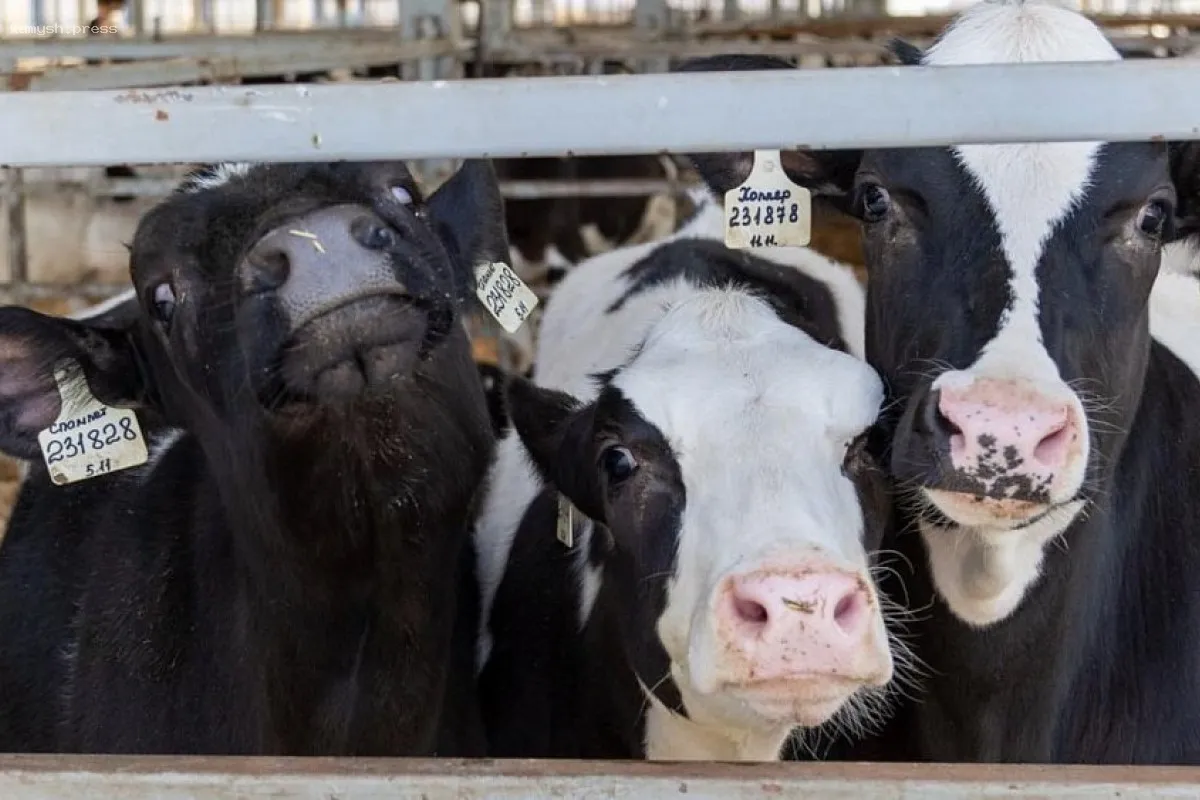 В больницу Челябинска поступило поддельное мясо