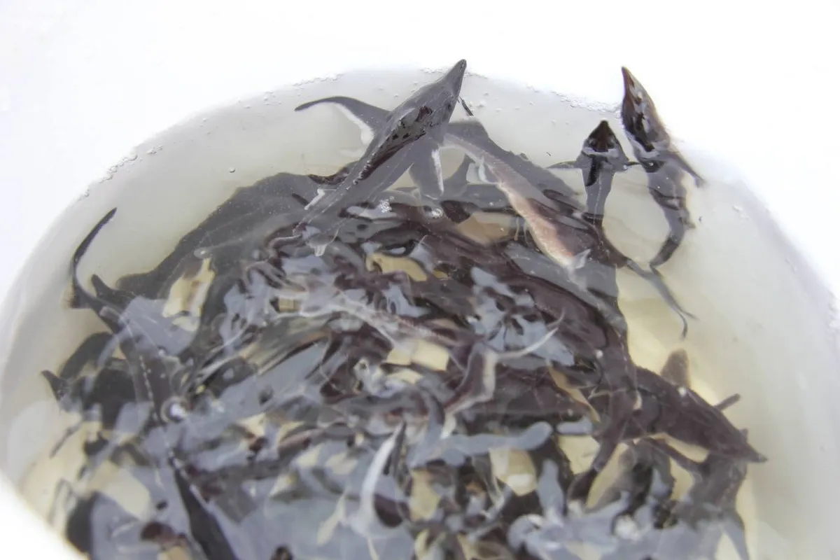 В Вологодской области образован заказник для охраны нерестилищ стерляди