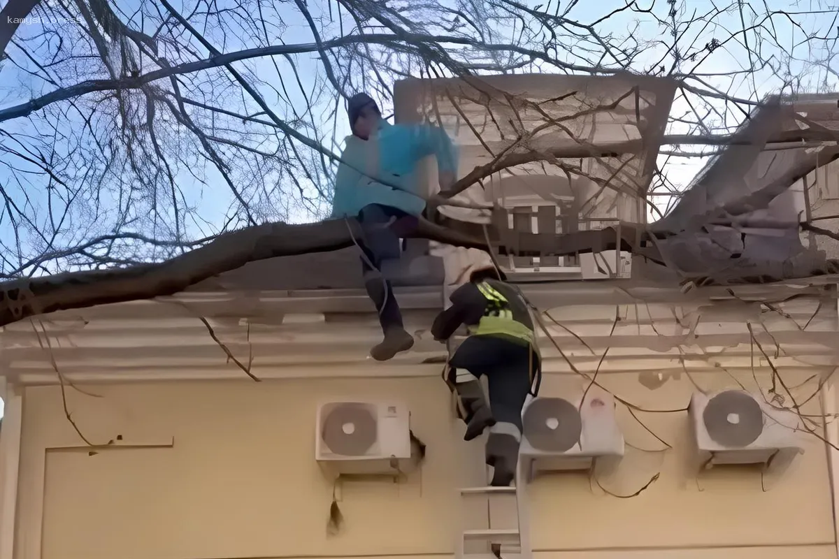 В Москве курьер застрял на дереве, его спасли спасатели