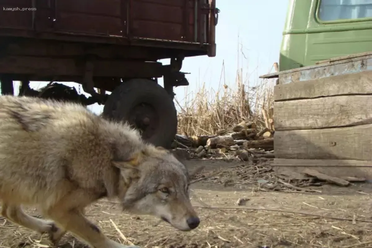 В Ростовской области зафиксирован случай бешенства у волка