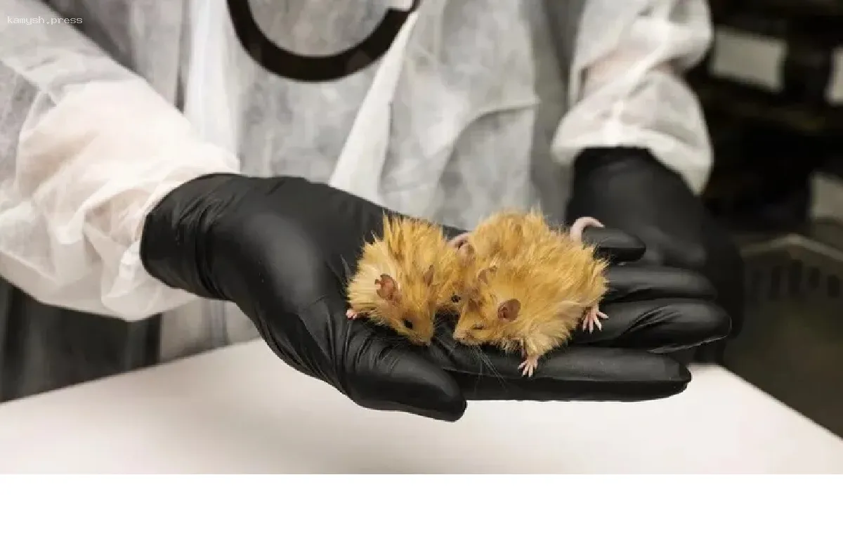 Возвращение в прошлое: американские ученые создали новый вид мыши для воскрешения мамонтов