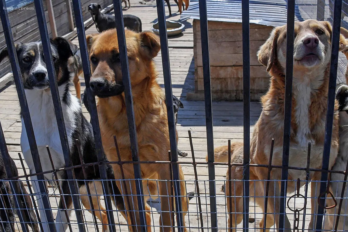 Активисты Новосибирска собираются провести митинг против изменений в закон о животных
