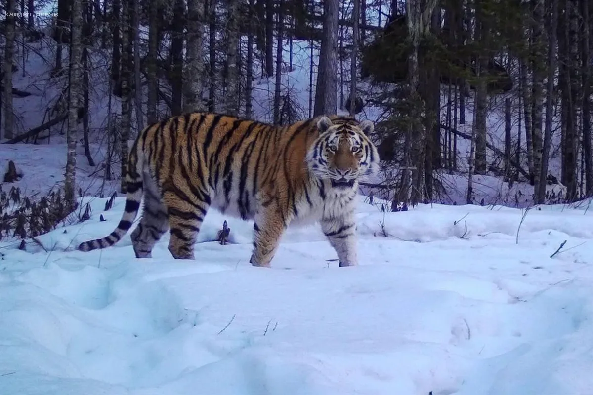 В Уссурийском районе возводят центр реабилитации для тигров