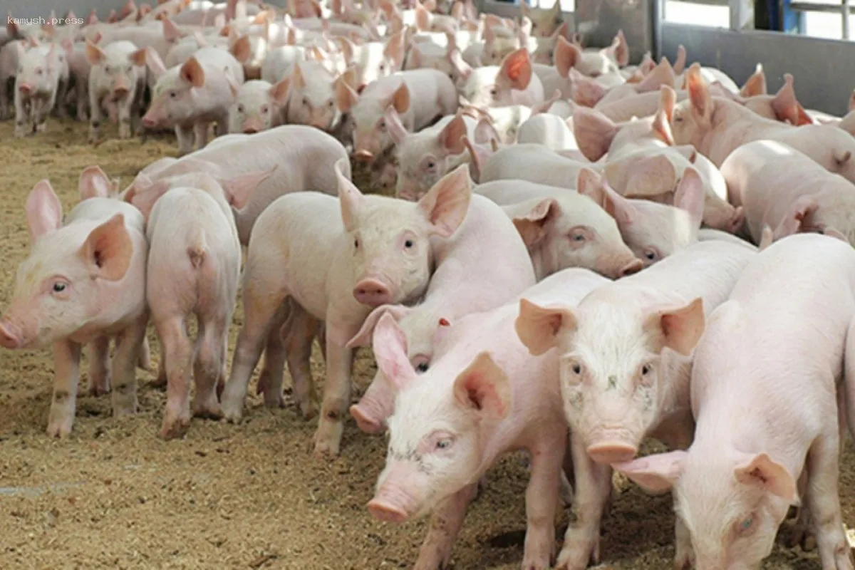 Число свиней в Орловской области возросло на 171 тысячу особей