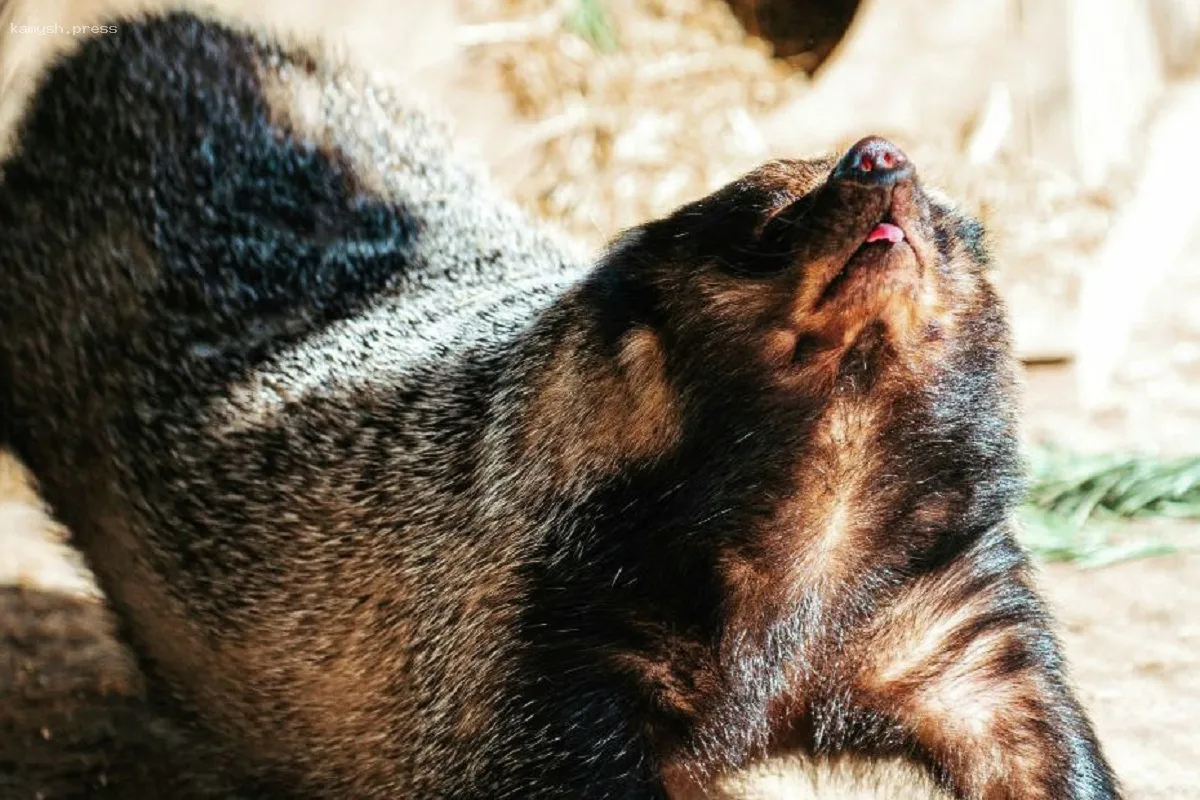 Барсуки в Хабаровском крае покинули зимнюю спячку