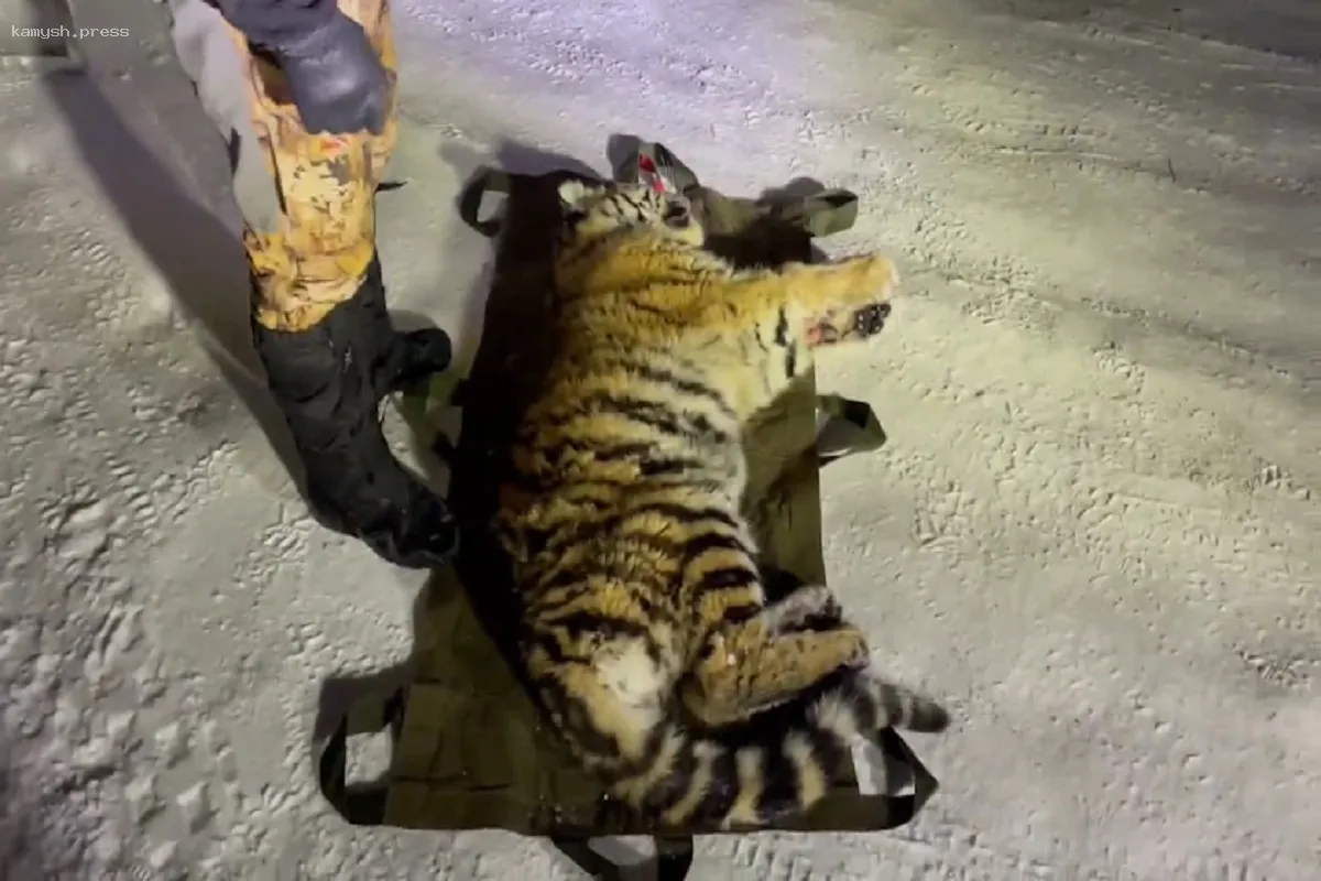 В Хабаровском крае найден ослабленный тигренок