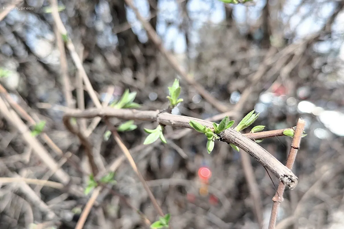 В Ростовской области предсказывается повышение температуры до 20 градусов