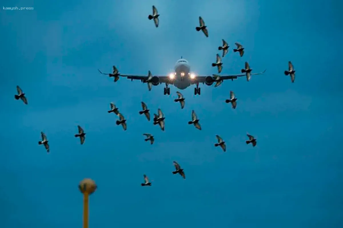 Суд удовлетворил запрос прокуратуры о контроле за популяцией птиц в Братске