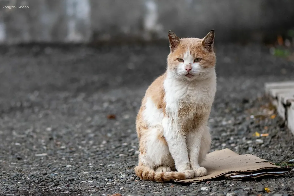 Специалист Атанасова рассказала о значении помощи животным