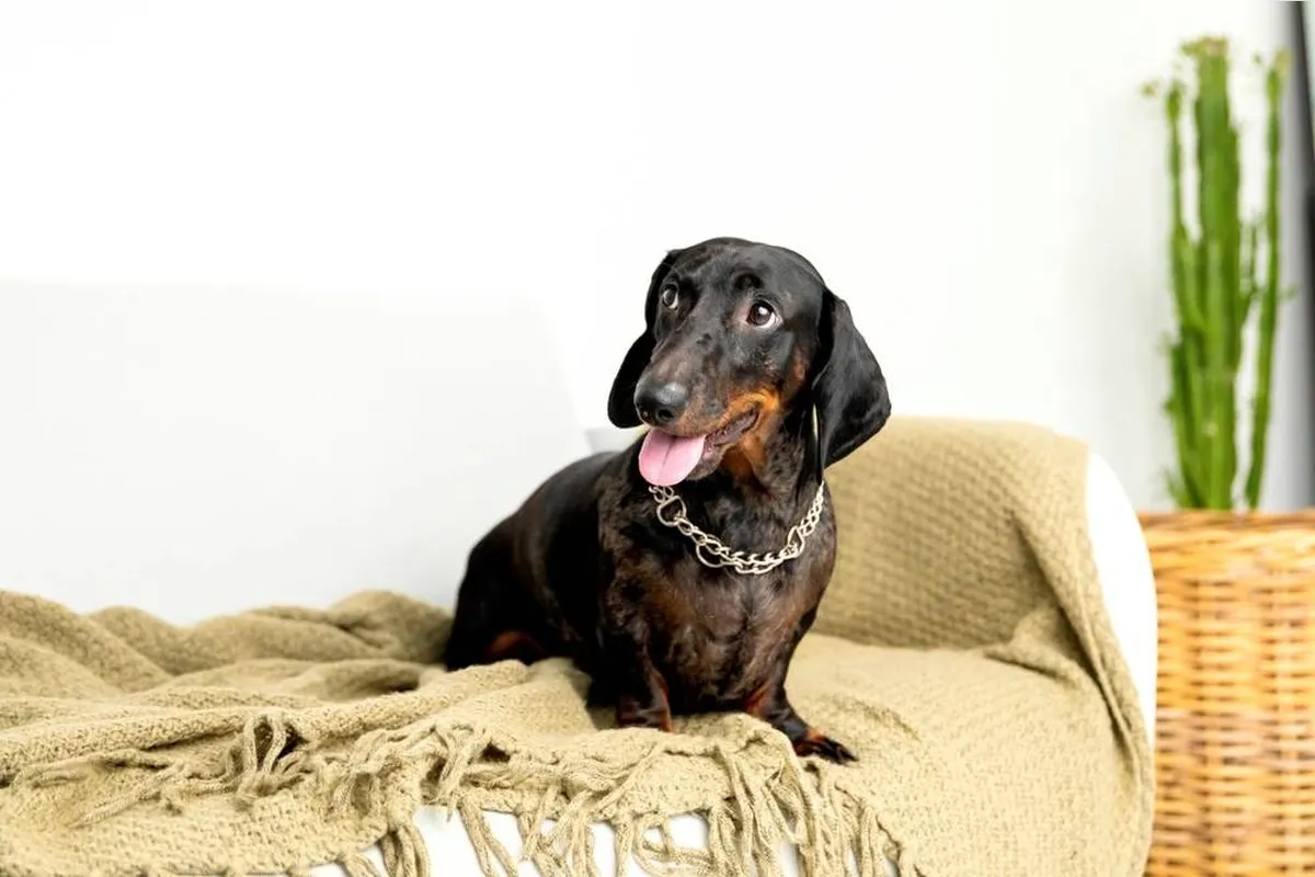 В Томской области новорожденный погиб в результате нападения собаки