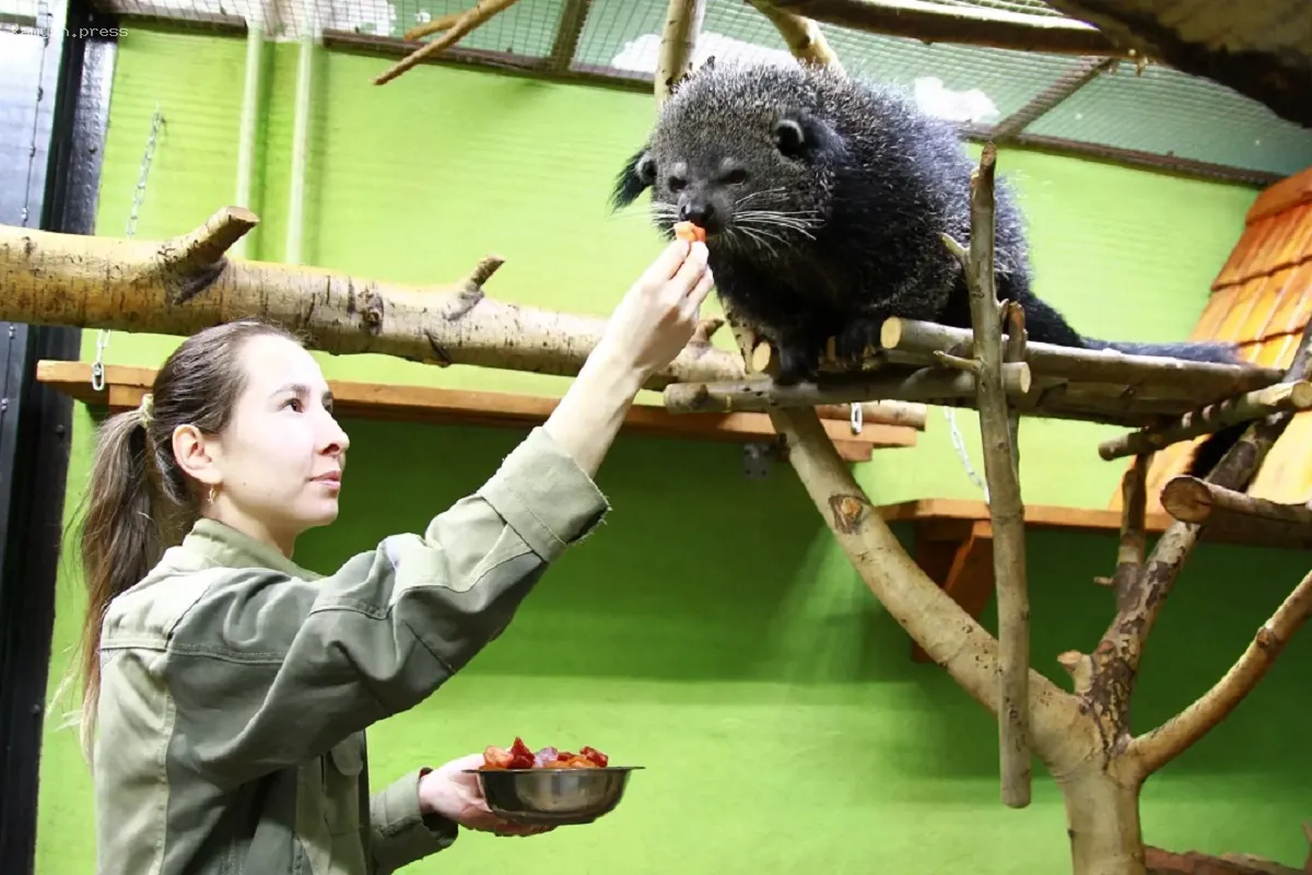 Ижевчане смогут наблюдать за кормлением бинтуронгов