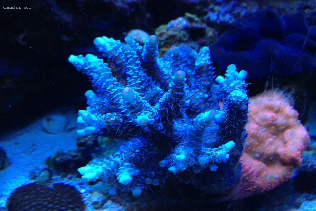 В аэропорту Толмачево задержали редкий коралл, пытавшийся попасть в Новосибирск из Таиланда