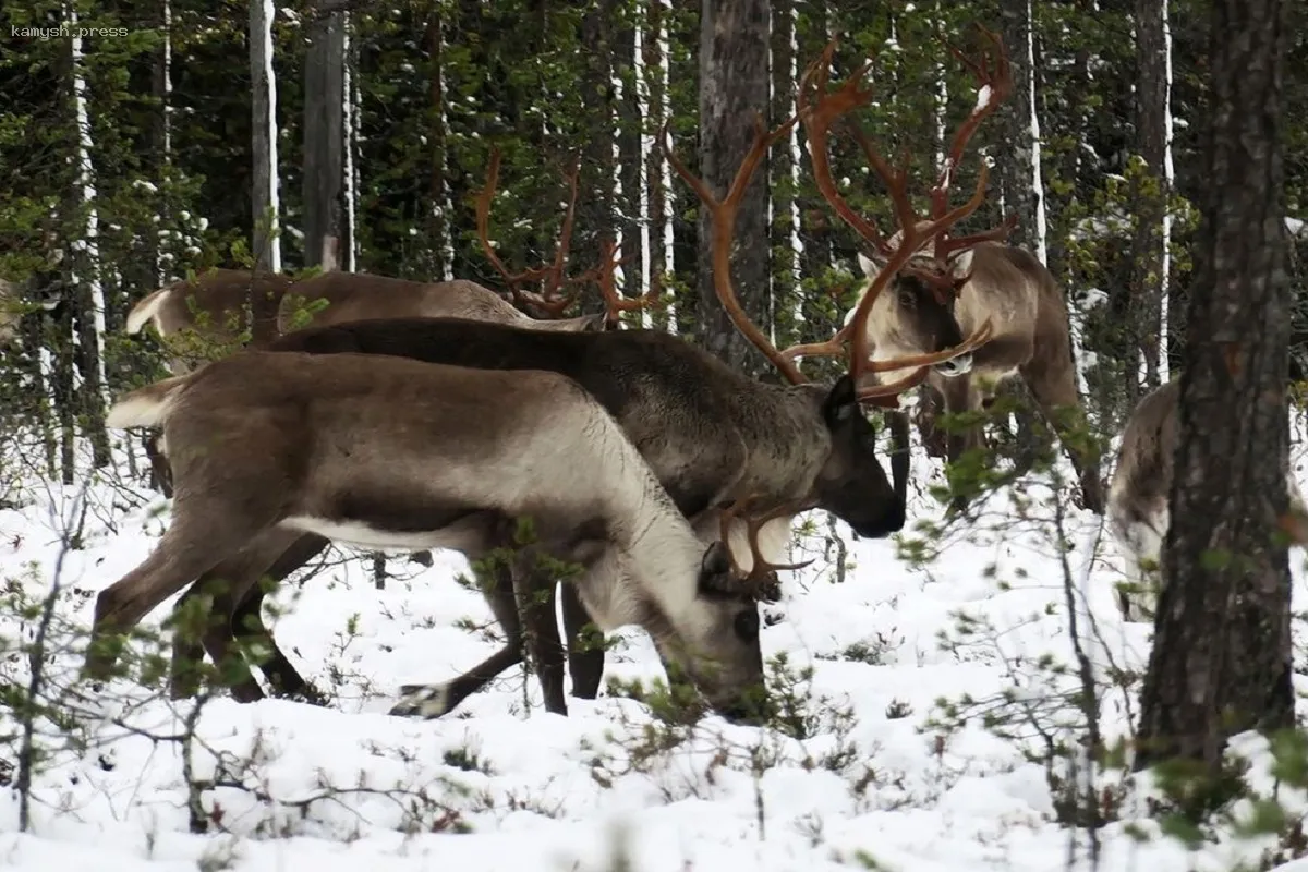 В Карелии инспекторы по охране природы защитили оленей и лосей от хищников