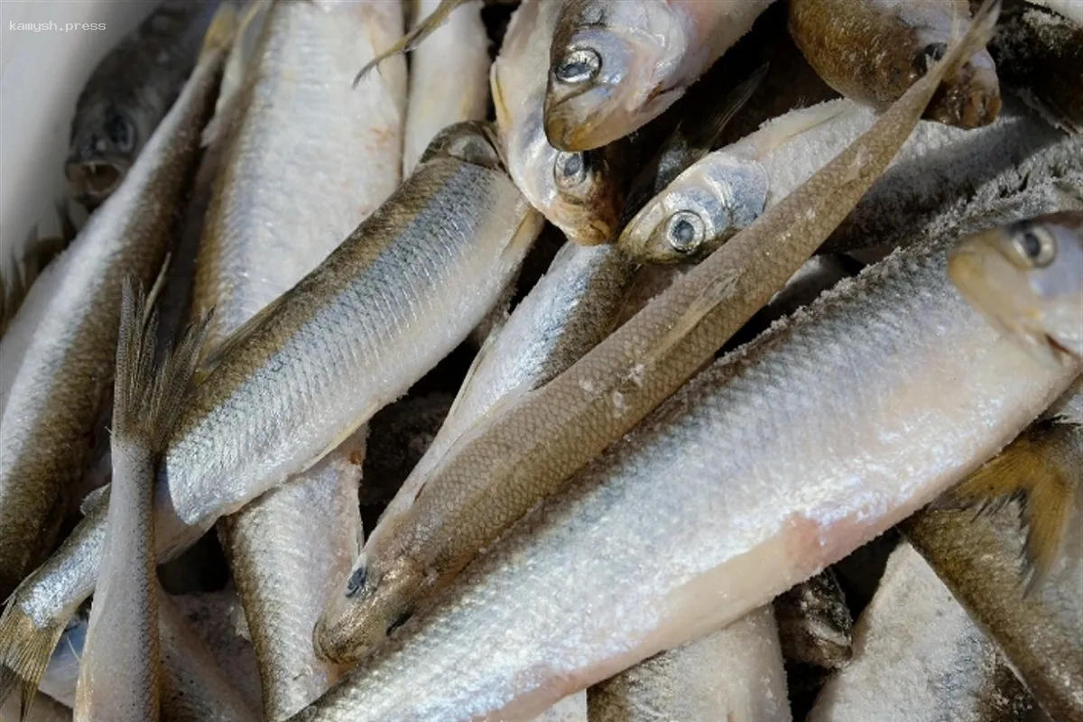 Сроки вылова корюшки и гольца установлены на Сахалине