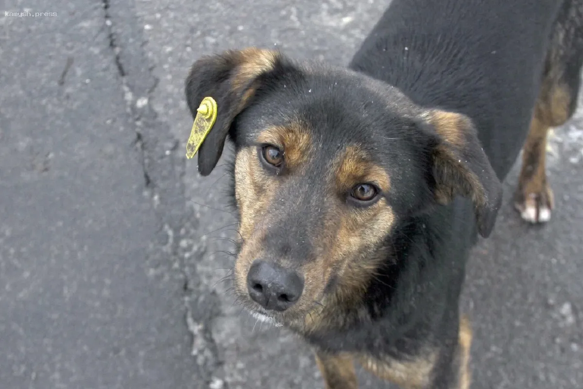 В Салехарде к отлову безнадзорных животных присоединилась новая служба