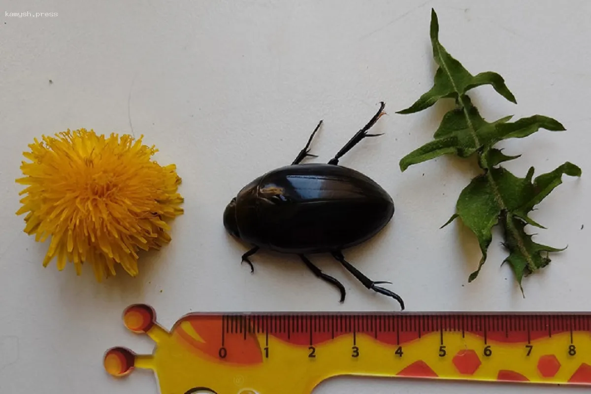 Новосибирка удивилась огромным размерам жука-водолюба