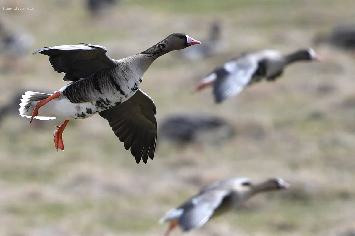 В Канаде солдат обучают отступать с поднятыми руками при встрече с гусьми