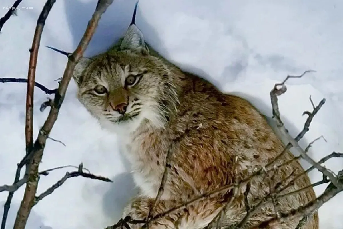 Популяция рыси в Новосибирской области продолжает увеличиваться