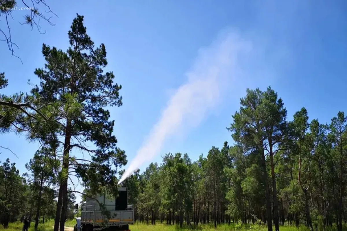 В Волгоградской области введены ограничения на вход в лесные зоны