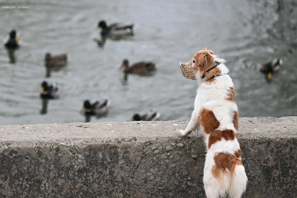 В Приморском крае владельцы собак оштрафованы на 100 тысяч рублей за укусы