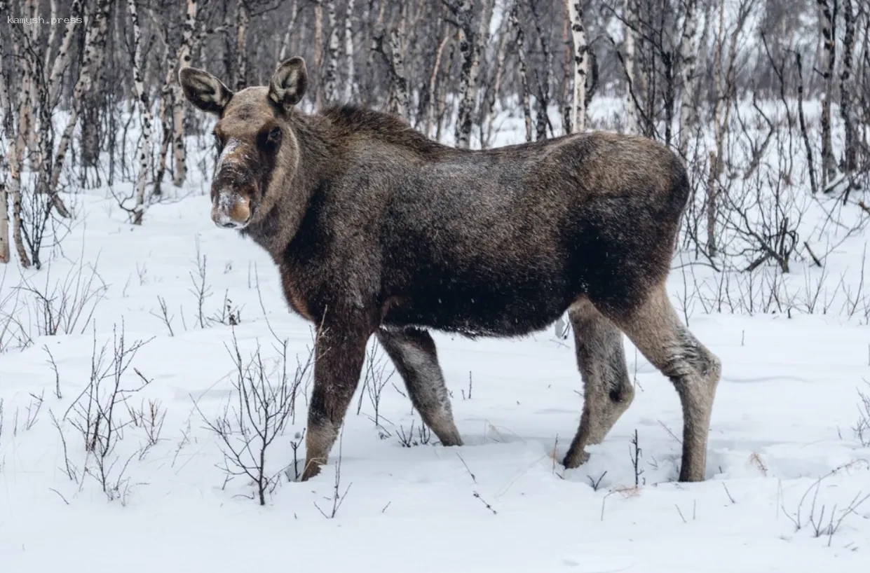 Зимний учет дикой фауны Вологодской области: пересчет животных на 215 тысячах километрах