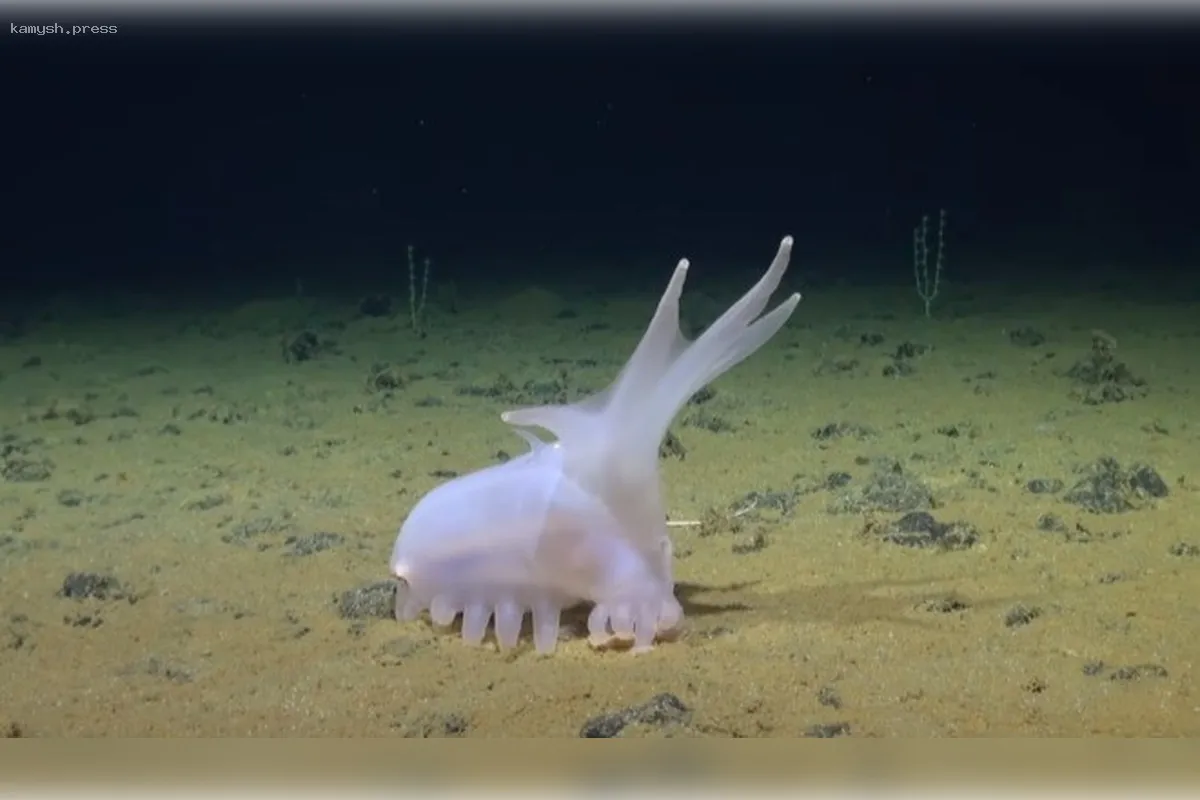 Исследователи обнаружили необычные виды на дне Тихого океана