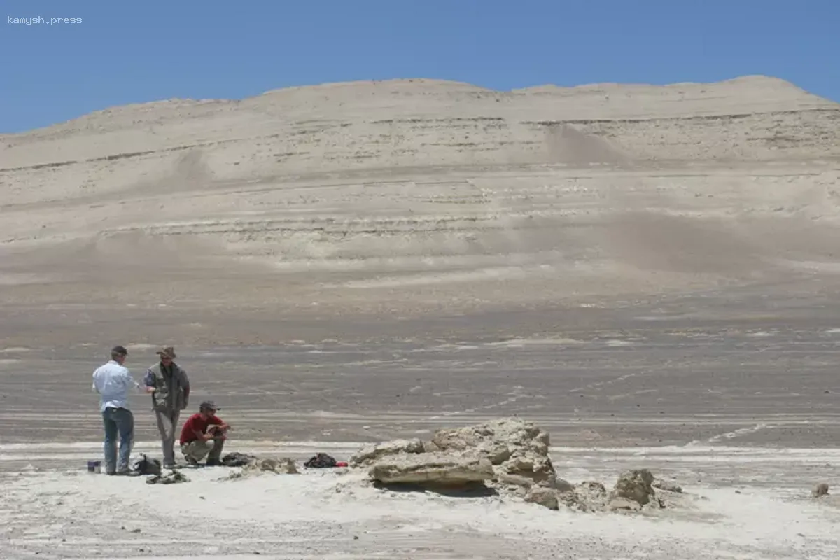 В Перу нашли окаменелости кита, которому 39 миллионов лет